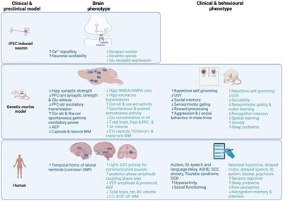 Bridging the translational gap: what can synaptopathies tell us about autism?